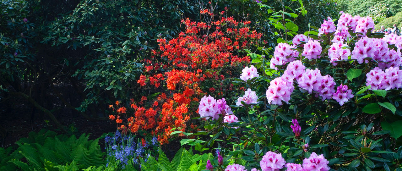 Rhododendronblüte im Weltvogelpark