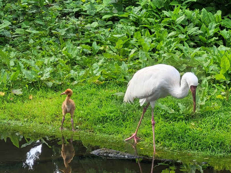 Brutzeit im Weltvogelpark