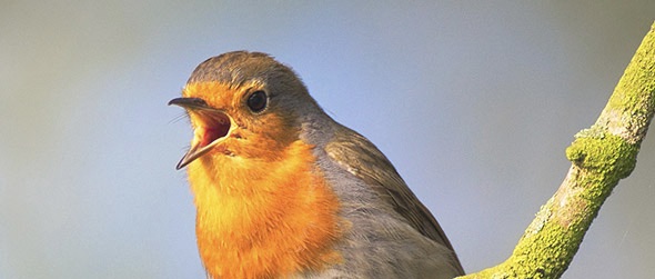 Love is in the Air: mit lautem Gezwitscher läuten Singvögel allerorten die Balzzeit ein