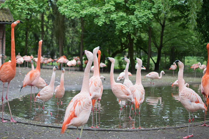 Tier- und Freizeitpark Thüle