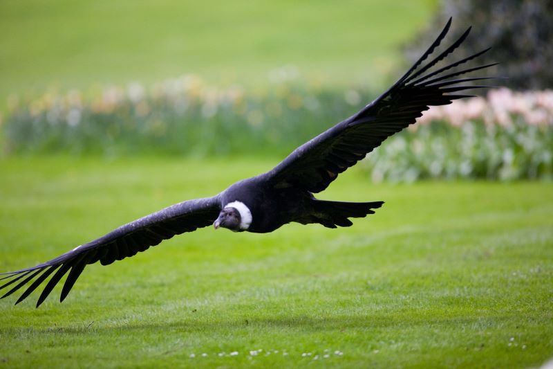 Die größten Vögel der Welt, die fliegen können