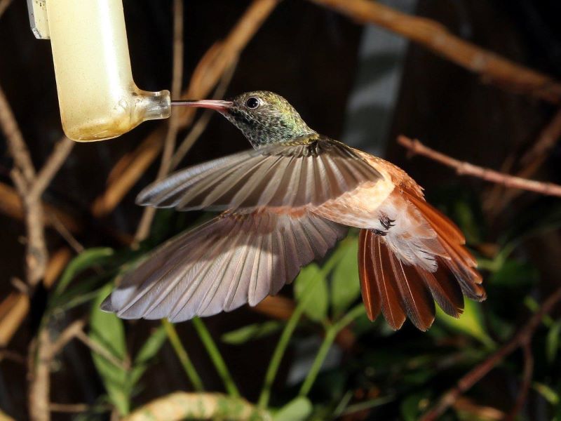Kolibri-Haus im Weltvogelpark Walsrode