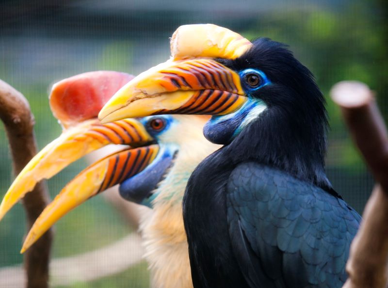 Besondere Mütter in der Vogelwelt