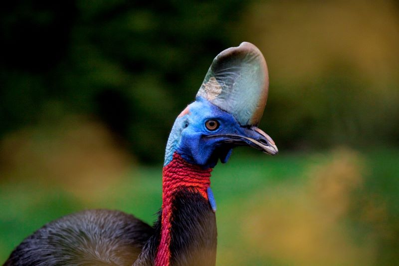 Besondere Väter in der Vogelwelt