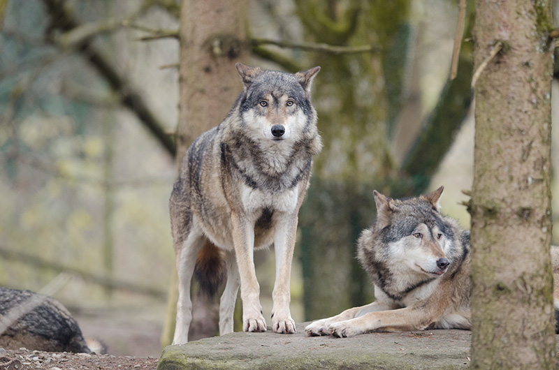 Wolfcenter Dörverden