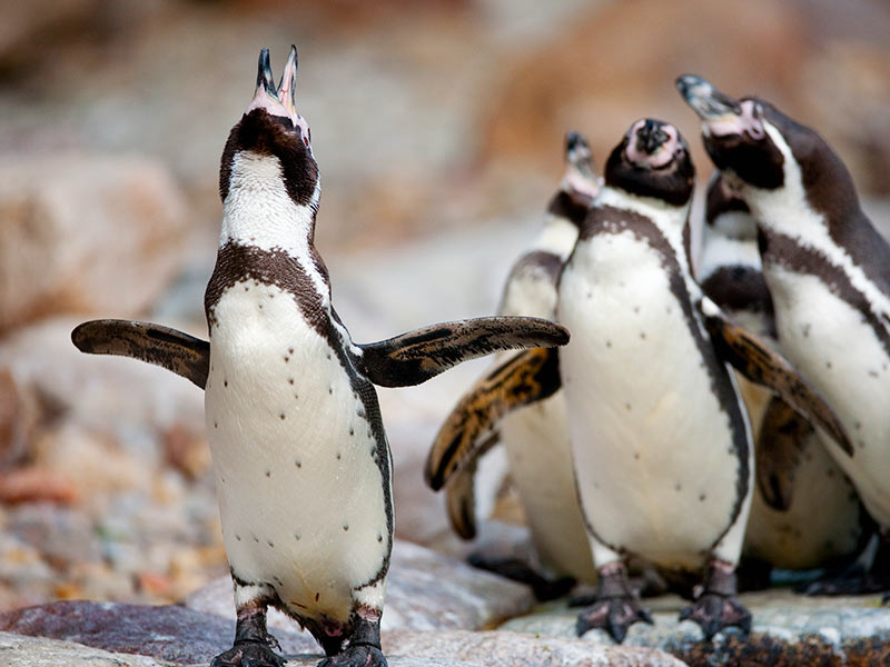 https://www.weltvogelpark.de/content/dam/wal/images/discover-the-zoo/plan-your-visit/exhibitions-and-feedings/interactive-feeding-penguins/Mitmachfutterung-Pinguine-Pelikane-Weltvogel-2.jpg