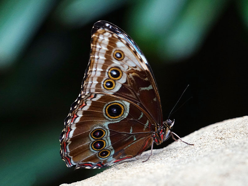 Blauer Morphofalter (Schmetterling)