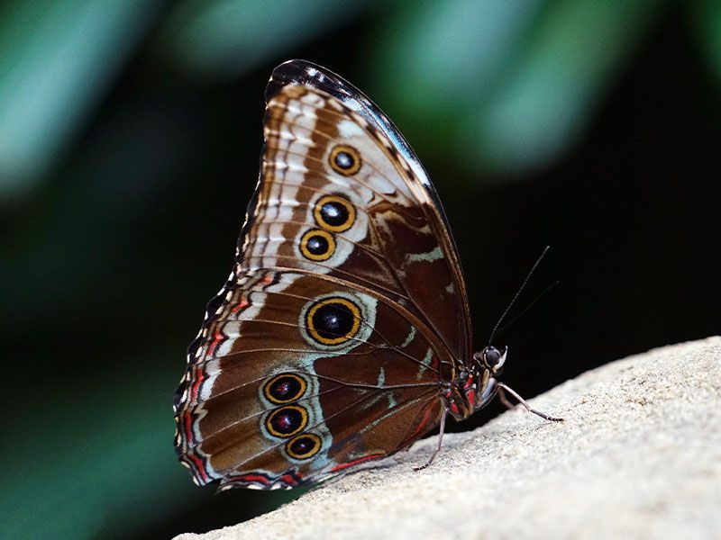 Blauer Morphofalter