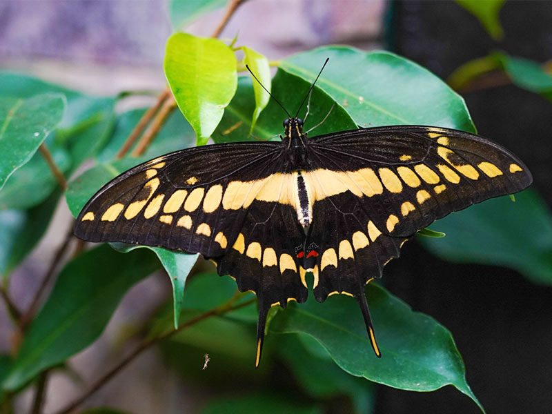 Königs-Schwalbenschwanz