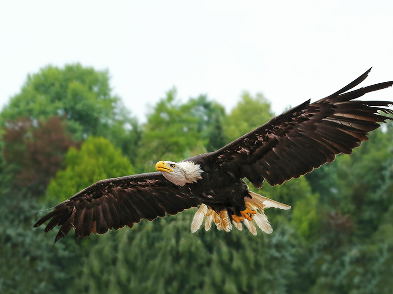 Weißkopfseeadler - Lebensraum, Brutzeit, Feinde, Ernährung und mehr