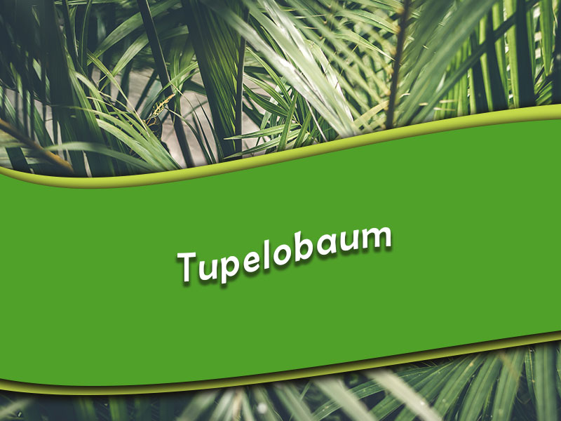 Tupelobaum