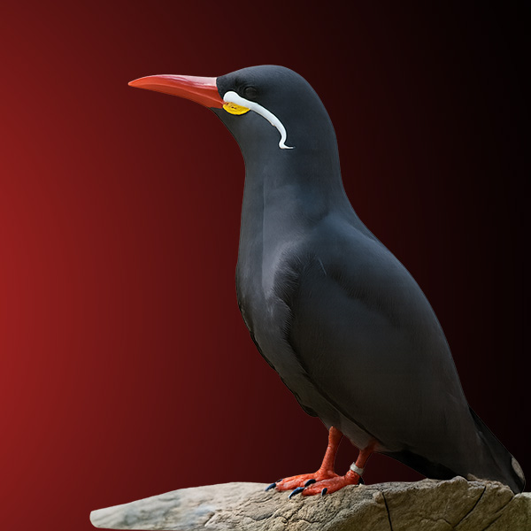 Adventure Bay Winter