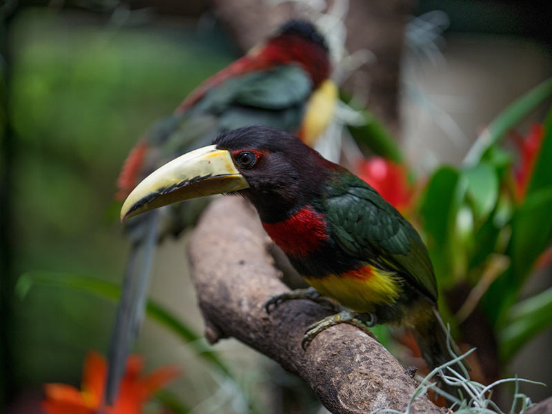 Mitmachfütterung der Tukane