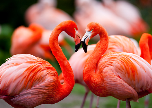 Newsletter Weltvogelpark Walsrode