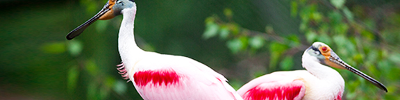 Unsere Vogelwelt