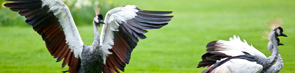 Unsere Tierwelt