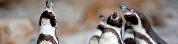 Fütterung der Pinguine und Pelikane