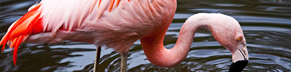 Kombi-Angebot Flamingo