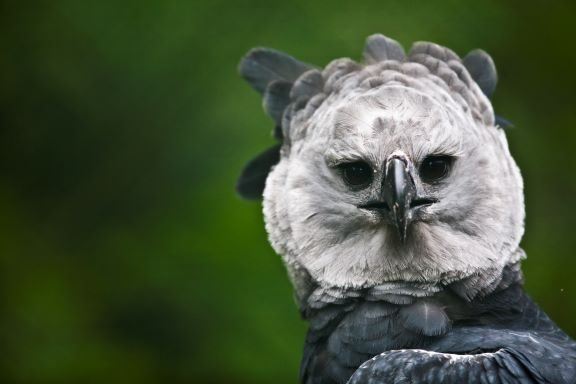 Artenschutzprojekte des Weltvogelparks
