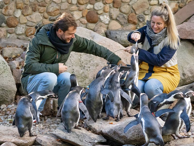 Meet & Greet Pinguine
