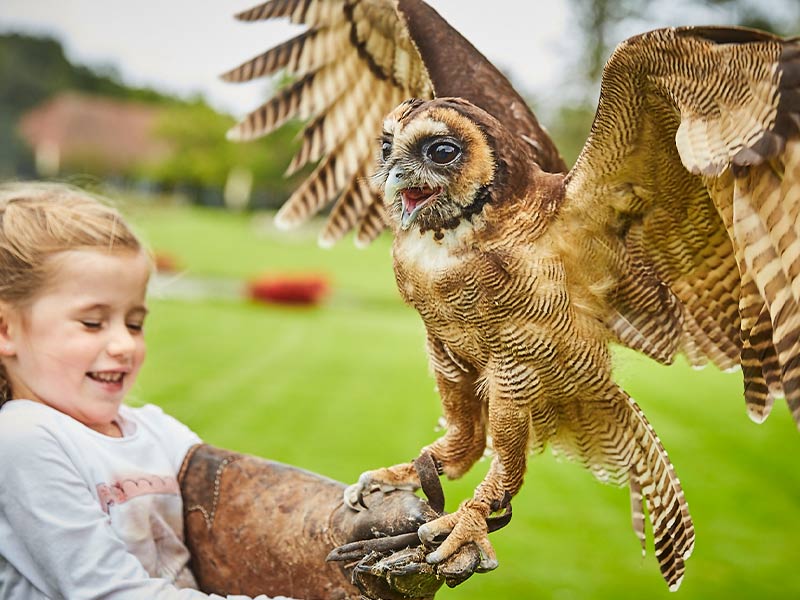 Meet & Greet Greifvögel & Eulen