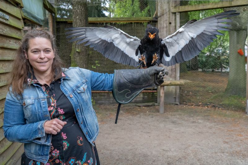 Meet & Greet Greifvögel & Eulen
